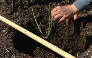 bare root rose planting