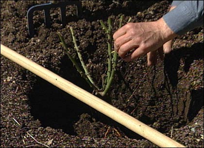 bare root rose planting