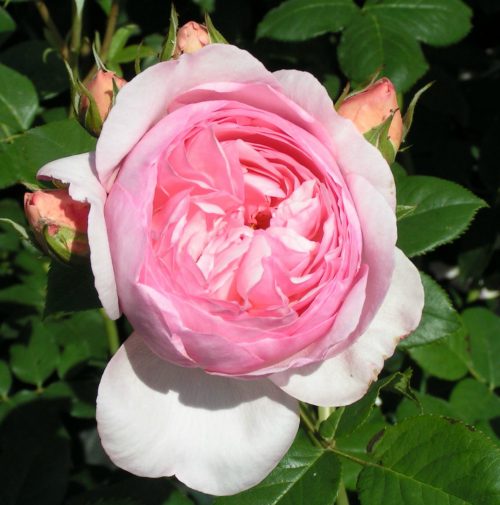 Heritage - David Austin Englis Rose