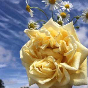 Marechal Niel - Yellow Climbing Rose