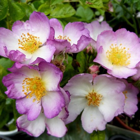 Lilac Domino - Rambling Rose