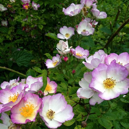 Lilac Domino - Rambling Rose 2