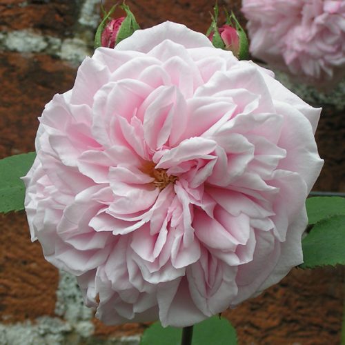 Souvenir de Mme. Auguste Charles - Bourbon Rose