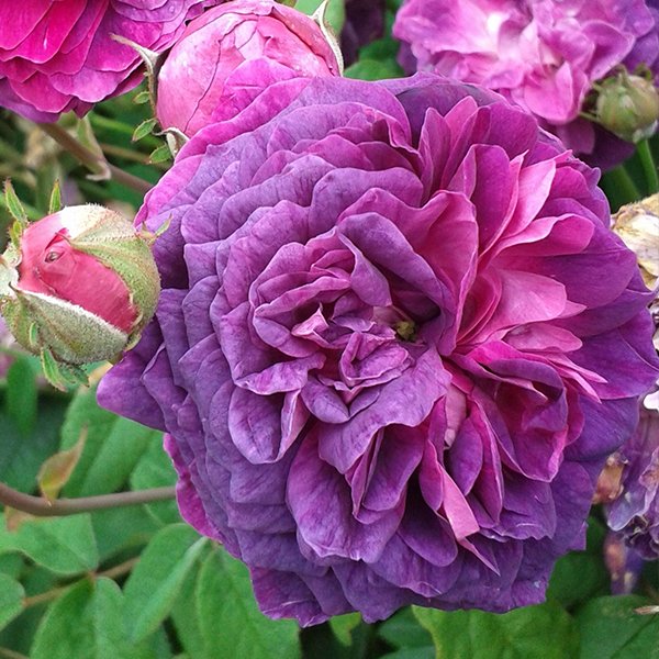 Hippolyte a Gallica Rose