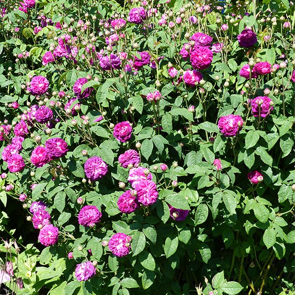 Hippolyte quite a large bush