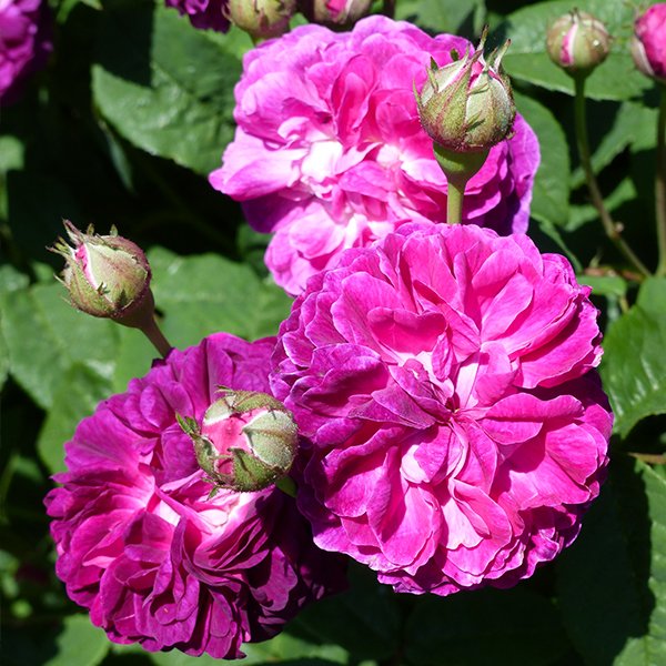 Hippolyte a lovely Gallica Rose