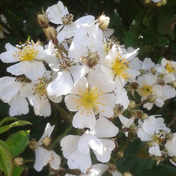 Rosa Multiflora, a white species rose