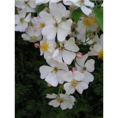 Rosa Multiflora - a white species rose