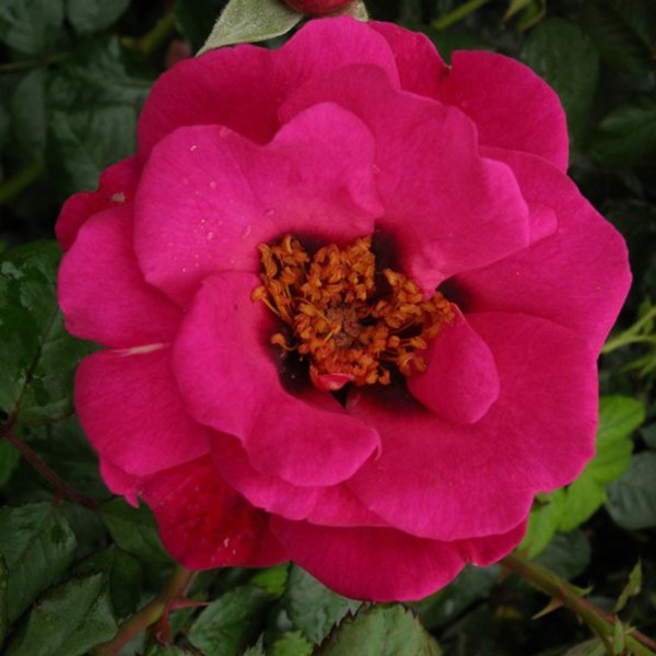 Eye of the Storm is a cerise pink Persica Rose
