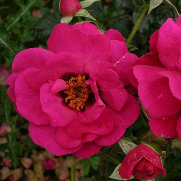 Eye of The Storm - A cerise pink with dark eye Persica Rose.