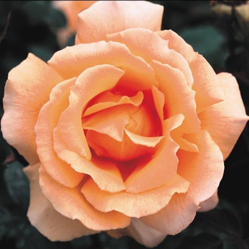 Just Joey is a coppery-orange modern hybrid Tea.