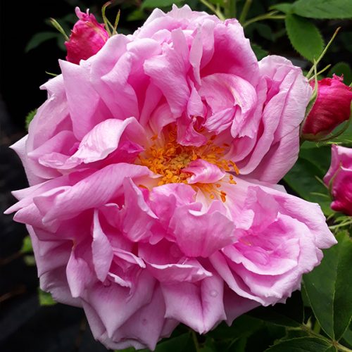 Miranda a beautiful portland damask.
