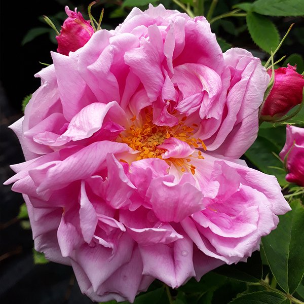 Miranda a beautiful portland damask.