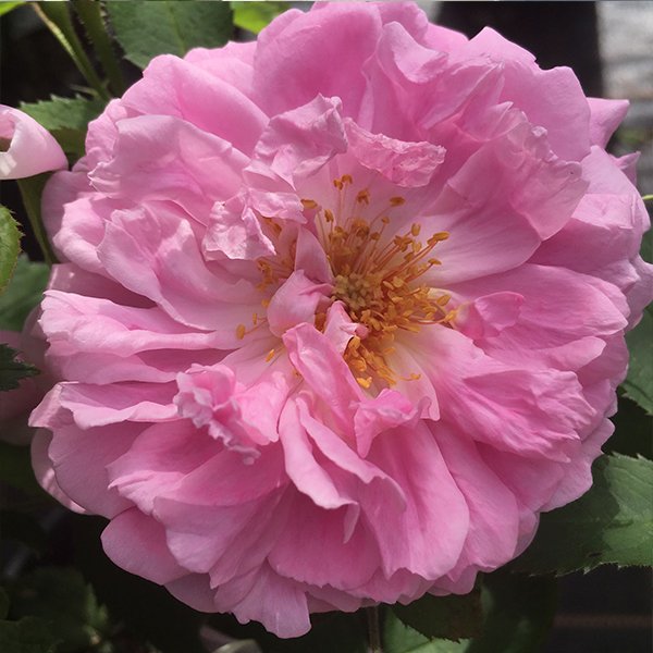 Miranda is a beautiful crumpled petalled repeat flowering damask rose.