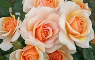 Sweet Honey is rose of the year 2020.