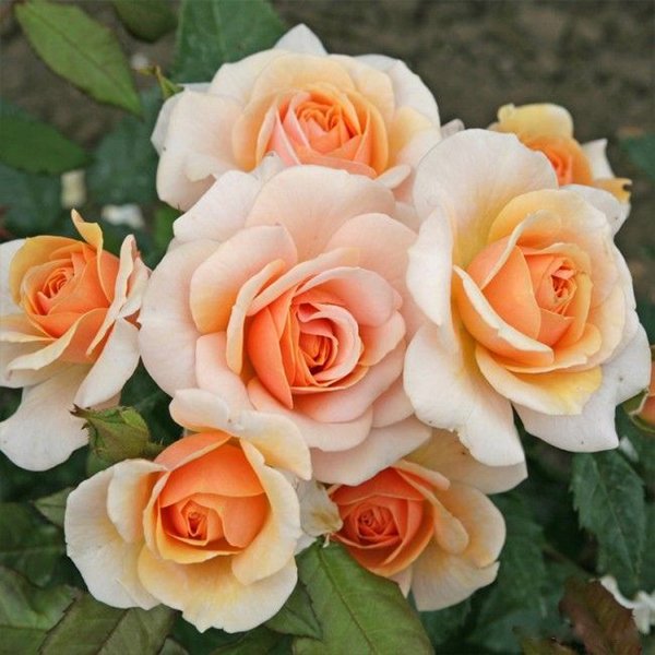 Sweet Honey is rose of the year 2020.