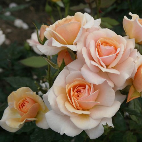 Sweet Honey a fragrant honey coloured Modern Bush Rose