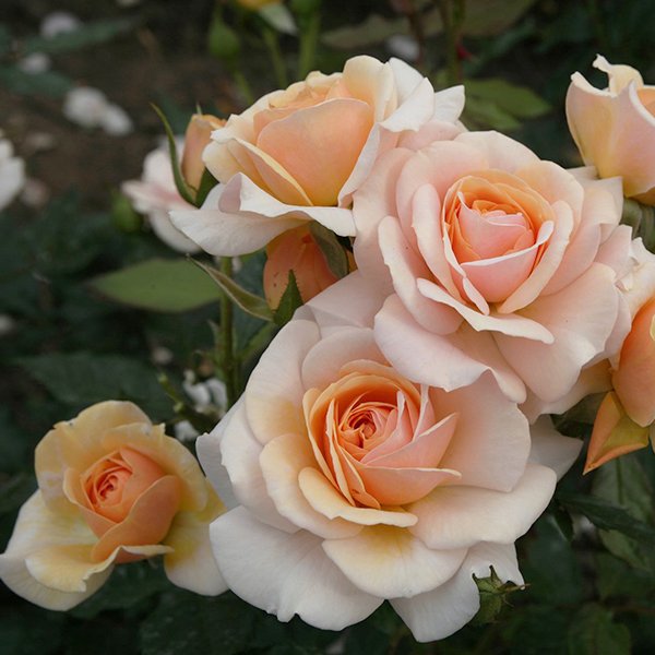 Sweet Honey a fragrant honey coloured Modern Bush Rose