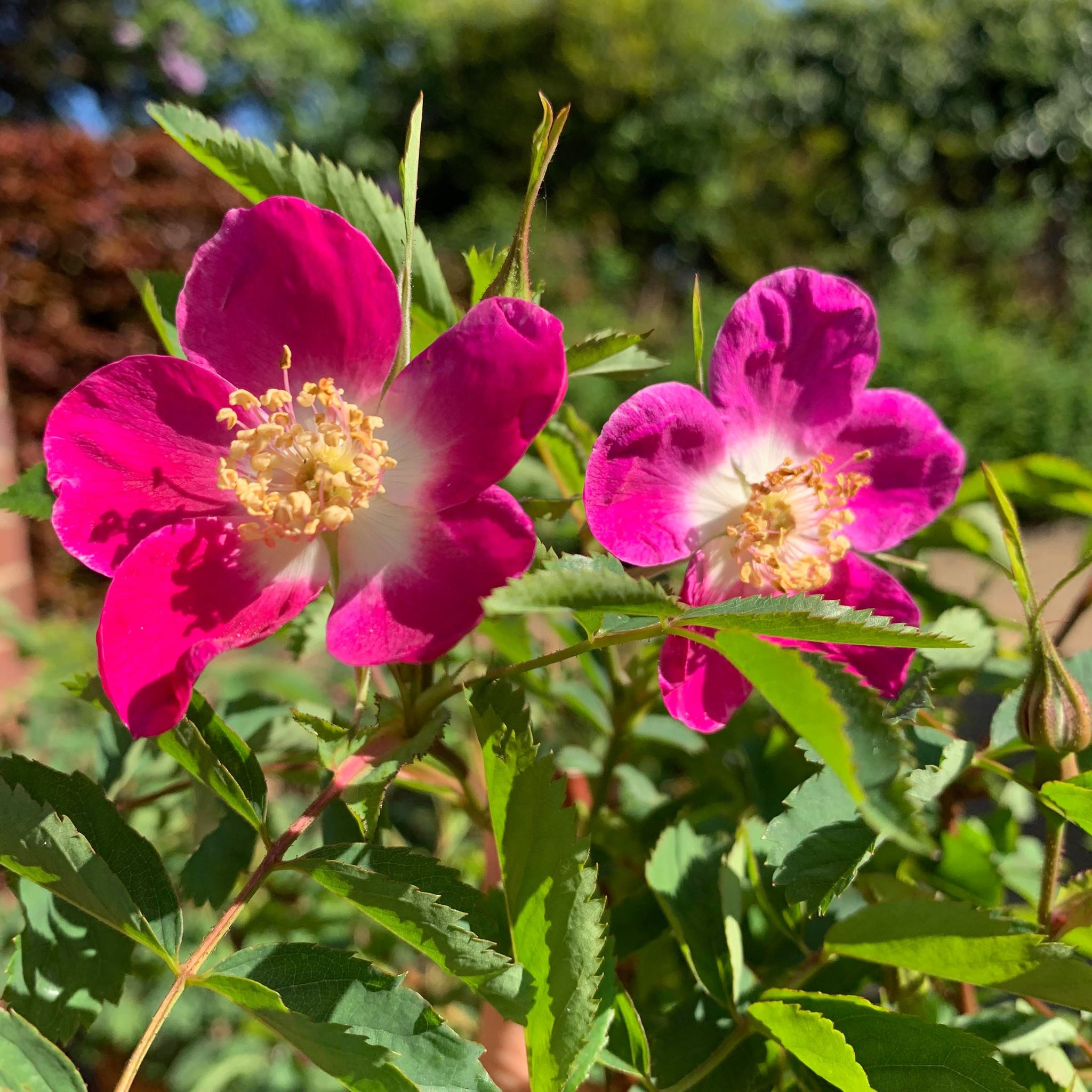 Rosa pendulina 'The Alpine Rose' - Image 2