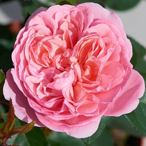 Jo's Rose is a light pink Renaissance Rose with heavy perfume.