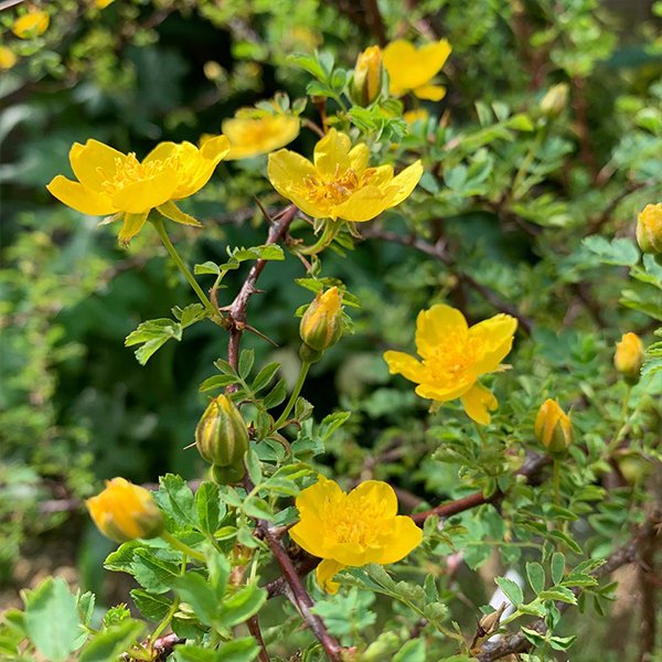 Rosa ecae - Image 3