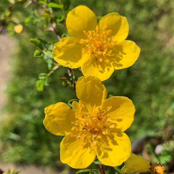 Rosa ecae - Image 2