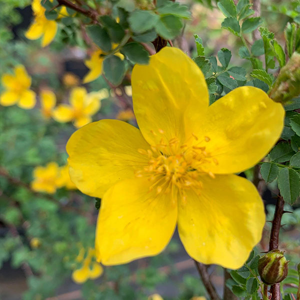 Rosa ecae is a bright yellow wild rose with tiny flowers and foliage.