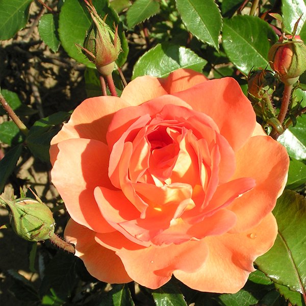 Pat Austin - English Rose