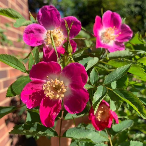 Rosa Pendulina The Alpine Rose is a pink species rose from Europe.