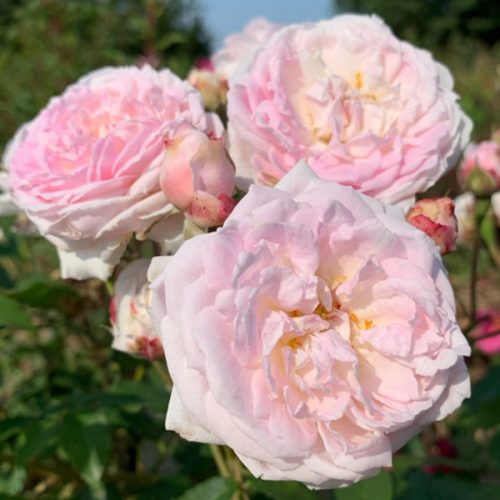 Bouquet de la Mariee is a pink Damask Rose.