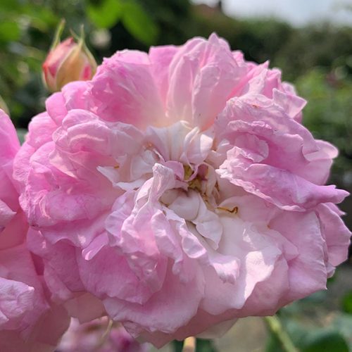 Bouquest de la Mariee is a pink Damask rose from 1858.