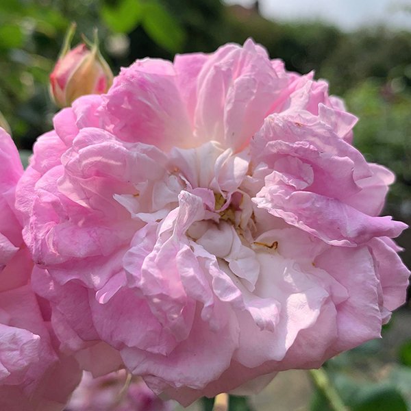 Bouquest de la Mariee is a pink Damask rose from 1858.