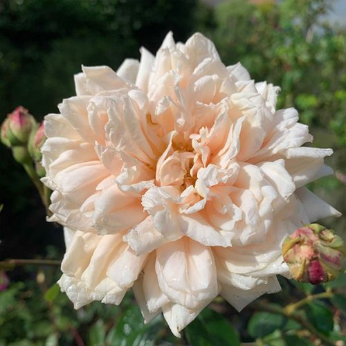 Earl of Eldon is a noisette climbing rose with a buff colour.