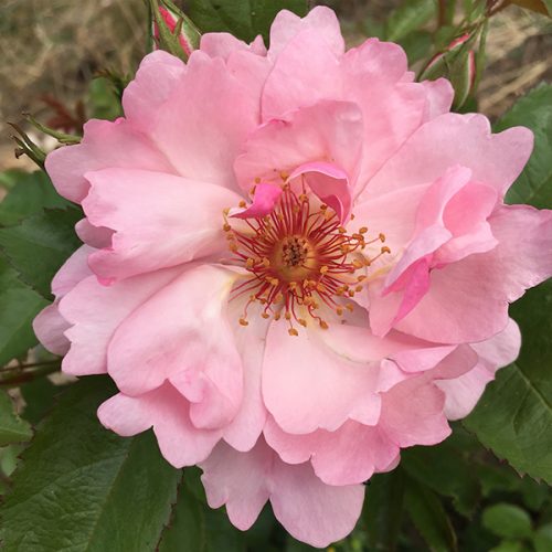 Vanessa a Modern Shrub Rose by Trevor White Roses