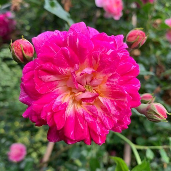 Alexandre Girault is a bicolour rambling rose with healthy foliage.