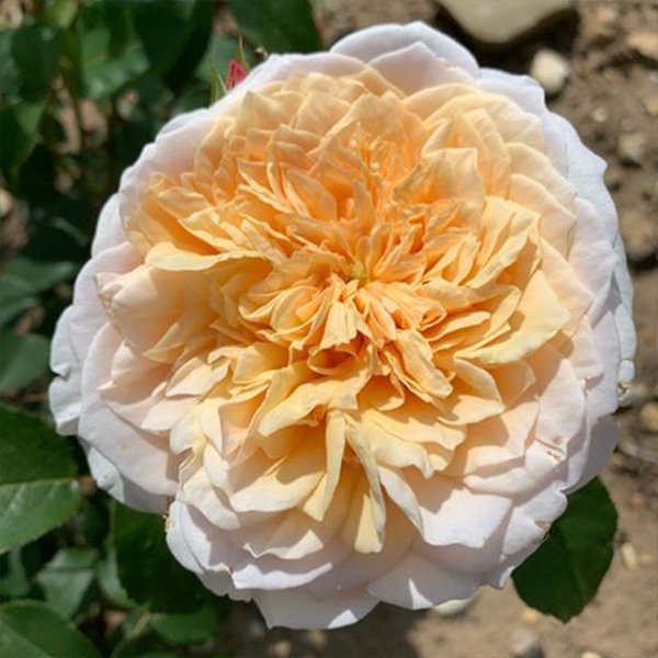 English Garden is an old David Austin yellow rose.