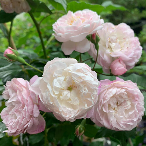 Flora is a white and pink Rambling Rose.