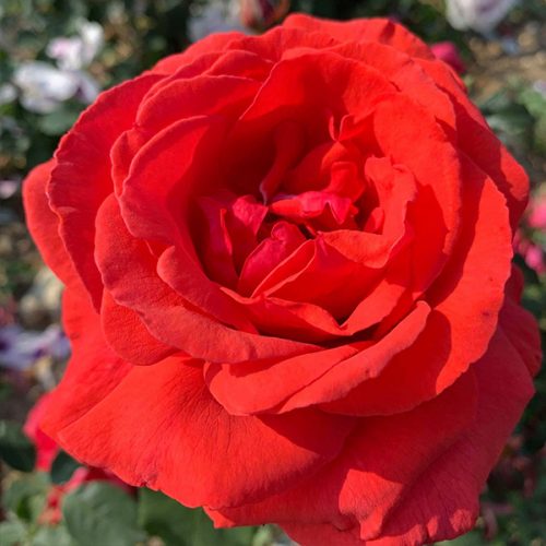 Fragrant Cloud a bright red shrub rose.