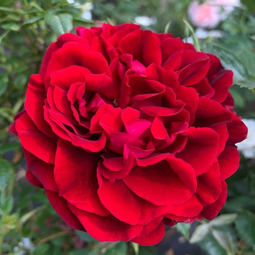 Isabel/Isabella a deep red renaissance rose.