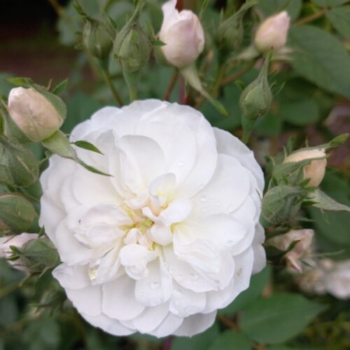 Madame d'Arblay is a white rambling rose.