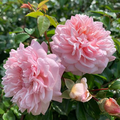Paul Transon a pink/apricot rambling rose.