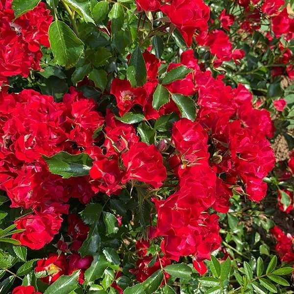 Rambling Rosie is a red rambling rose which repeat flowers.