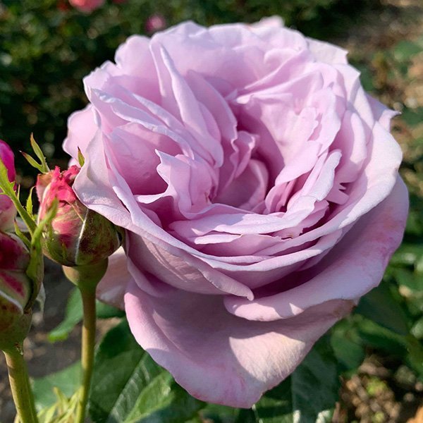 Sandra is a pale lilac coloured Renaissance Rose with massive blooms.