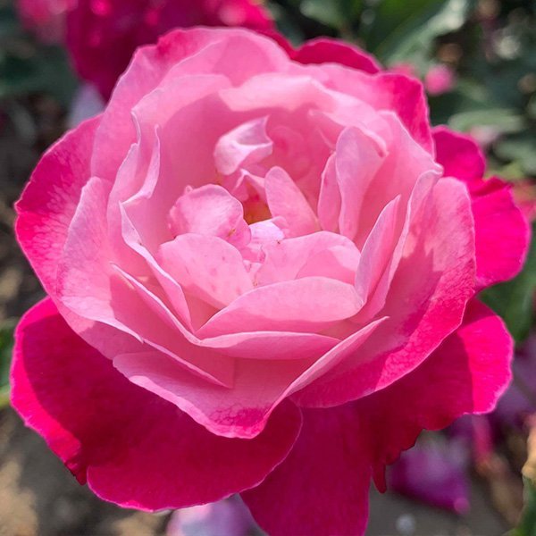Sophie's Perpetual Rose is a pink and white China Rose.