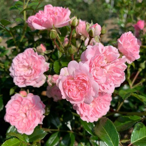 The Fairy is a pink rose with outstanding repeat flowering blooms.