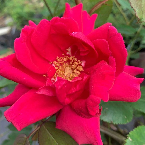Triomphe-des-Noisette-Climbing-Rose