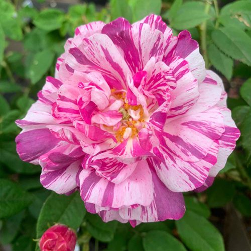 Camaieux is a pink and white striped Gallica Rose.