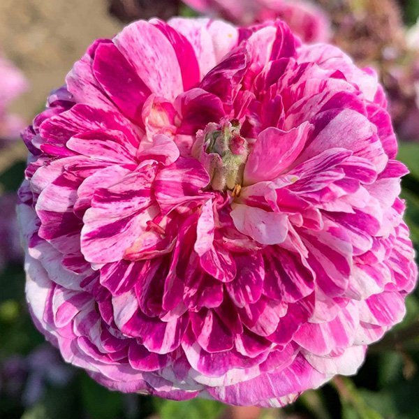 Tricolore de flandre is a striped pink and white gallica rose.
