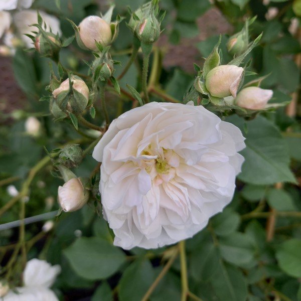 Madame d'Arblay