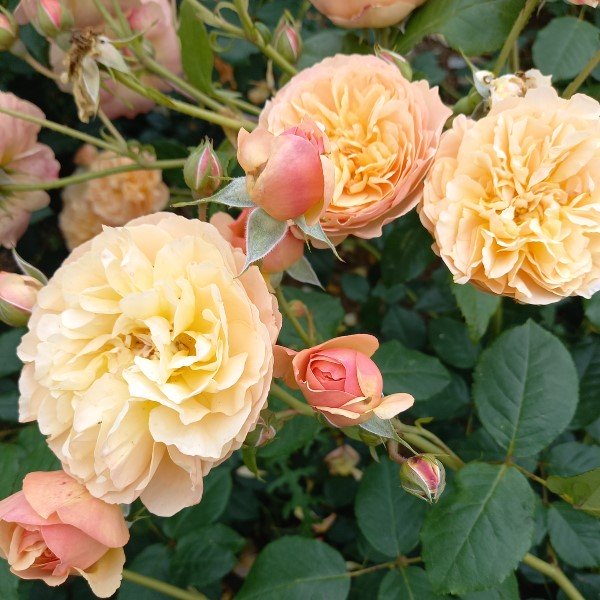 Mia Rose Bush